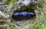 Boarmie du ch&ecirc;ne (Hypomecis roboraria),  chrysalide dans son cocon.