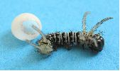 Brahmaea hearseyi, chenille sortant de l'oeuf (photo 5)