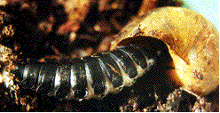 larve de carabe dévorant un escargot
