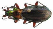 Carabus (Chrysocarabus) auronitens (photo 5)