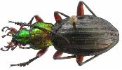 Carabus (Chrysocarabus) auronitens (photo 6)