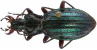 Carabus (Chrysocarabus) auronitens (photo 2)