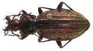Carabus (Chrysocarabus) auronitens (photo 7)