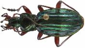 Carabus (Chrysocarabus) auronitens (photo 2-4)