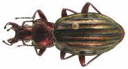 Carabus (Chrysocarabus) auronitens (photo 2-2)