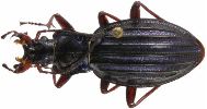 Carabus (Chrysocarabus) auronitens (photo 3-1)