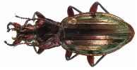 Carabus (Chrysocarabus) auronitens (photo 4-3)