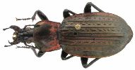 Carabus (Macrothorax) morbillosus (photo 1)