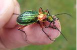 Carabus (Chrysocarabus) auronitens, sur le vif