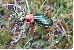 Carabus (Chrysocarabus) auronitens, sur le vif (photo 2)