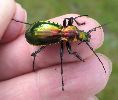 Carabus (Chrysocarabus) splendens, sur le vif (photo 1)