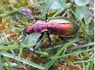 Carabus (Chrysocarabus) splendens, sur le vif (photo 2)