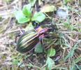 Carabus (Chrysocarabus) solieri, photo 1.