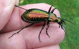 Carabus (Chrysocarabus) , carabe rutilant en main.