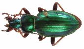 Carabus (Autocarabus) auratus (photo 4)