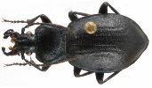 Carabus (Tomocarabus) convexus