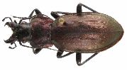 Carabus (Mesocarabus) lusitanicus (photo 1)