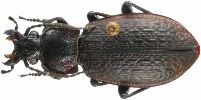 Carabus (Archicarabus) alysidotus