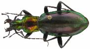 Carabus (Chrysocarabus) splendens (photo 5)