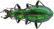 Carabus (Chrysocarabus) splendens (photo 1)