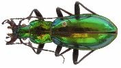 Carabus (Chrysocarabus) splendens (photo 4)