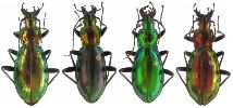 Carabus (Chrysocarabus) splendens, gamme chromatique