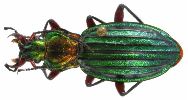 Carabus (Chrysocarabus) auronitens (photo 1)