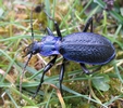 Chaetocarabus intricatus.