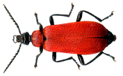 pyrochroa coccinea (femelle)
