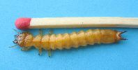 larve de Pyrochroa (ensemble)