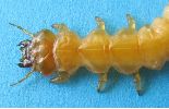 larve de Pyrochroa: avant corps en vue dorsale