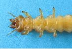 larve de Pyrochroa: avant corps en vue ventrale