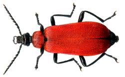 femelle de pyrochroa coccinea