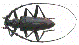 cerambyx cerdo m&acirc;le