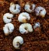 chevrette (Platycerus caraboides)  larves, photo 1