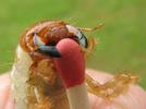 Hanneton commun (Melolontha melolontha), larve, détail de la tête et des mandibules, photo 1.
