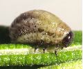 larve à terme de Chrysolina americana (photo 3)