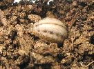 enterrage pour nymphose de la larve de Chrysolina americana (photo 1)