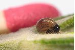 jeune larve deChrysolina americana