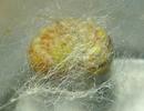 Chrysope verte (Chrysoperla carnea),  larve  tissant son cocon, photo 2.