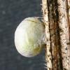 Chrysope verte (Chrysoperla carnea),  cocon, d&eacute;coupe de l'opercule, photo 2.