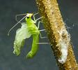 Chrysope verte (Chrysoperla carnea),  cocon, d&eacute;coupe de l'opercule, photo 3