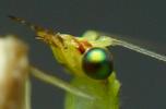 Chrysope verte (Chrysoperla carnea), d&eacute;tail des yeux, photo 2.