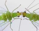 hrysope verte (Chysoperla carnea),  parade nuptiale, d&eacute;tail du "b&eacute;cotage"
