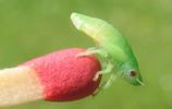 La Cicadelle écumeuse (Philaenus spumarius), larve, photo 6.