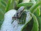 La Cicadelle écumeuse (Philaenus spumarius), adulte, photo 1.