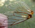 La cigale plébéienne (Lyristes plebeja), ailes "clipsées", photo 1.
