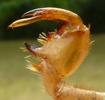 La cigale plébéienne (Lyristes plebeja),  patte fouisseuse avec tarse apparent, photo 2.