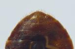 Punaise des lits (Cimex lectularius), extr&eacute;mit&eacute; abdominale femelle.