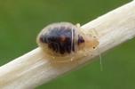 Punaise des lits (Cimex lectularius), larve venant de passer en L5, photo 2.